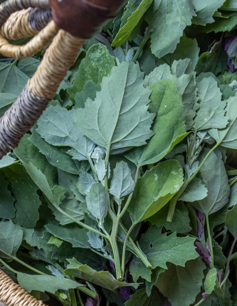 Lamb's Quarters or Chenopodium album