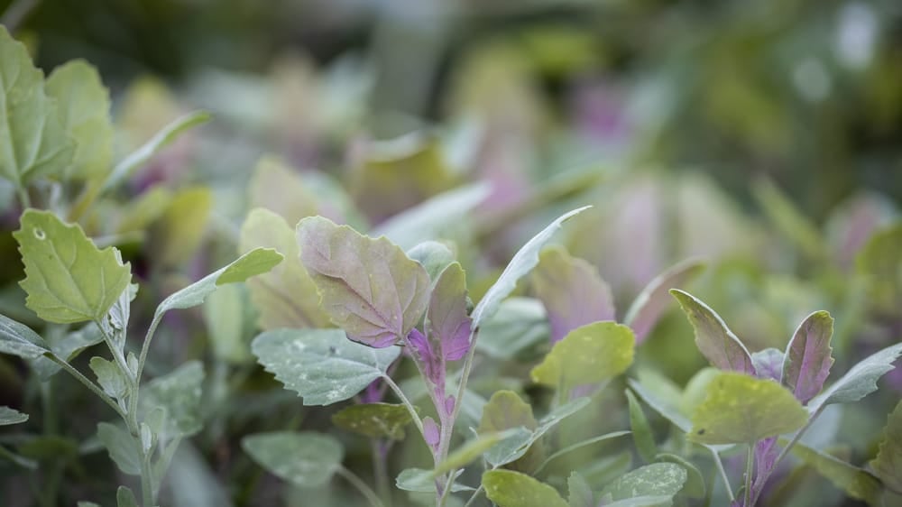 A patch of young Lamb's Quarters or Chenopodium giganteum