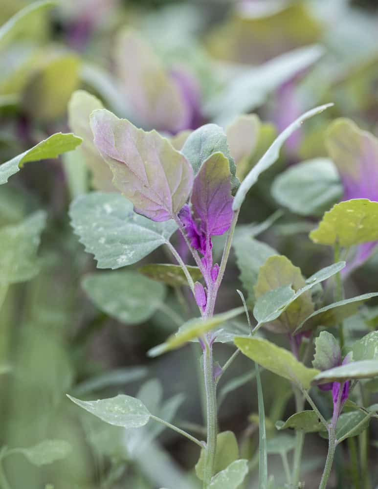 Lamb's Quarters, Chenopodium giganteum purpureum or Magenta Spreen