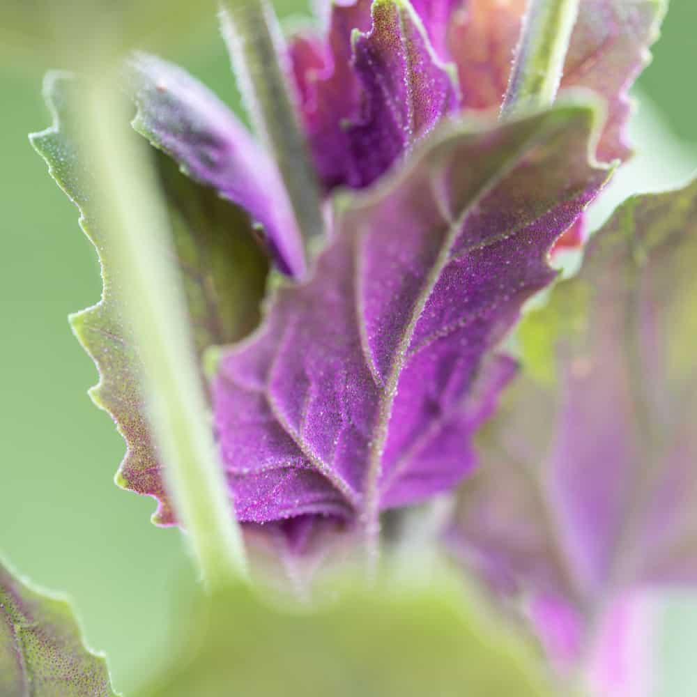 Lamb's Quarters, Chenopodium giganteum purpureum or Magenta Spreen