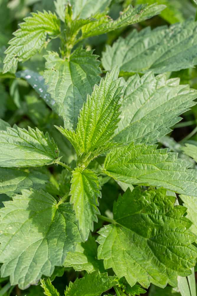 Common edible stinging nettles or Urtica dioica 