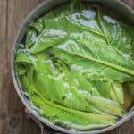 Blanching young Silphium leaf clusters