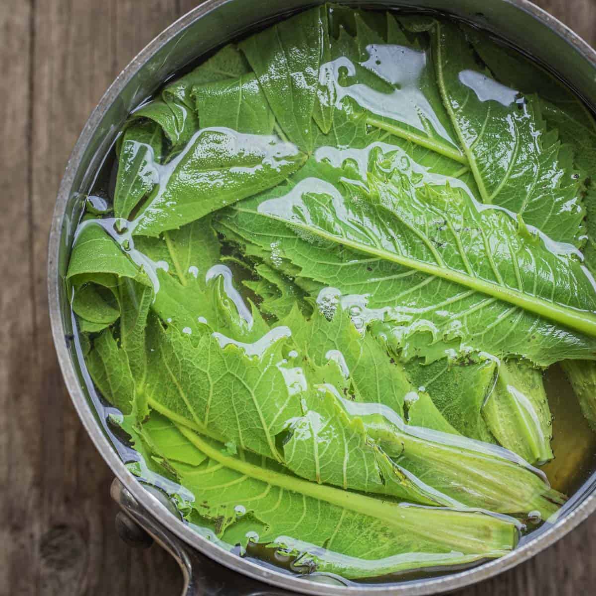 blanching silphium perfoliatum meristems 