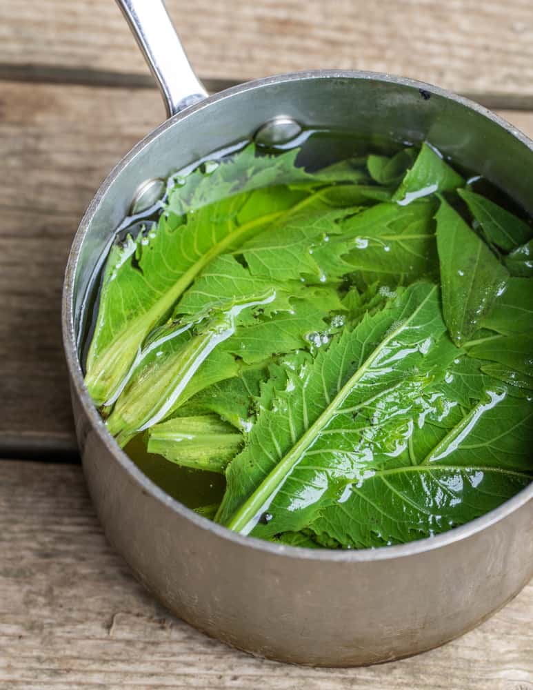 Blanching young Silphium leaf clusters