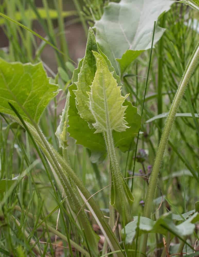 Cup Plant (Silphium perfoliatum)