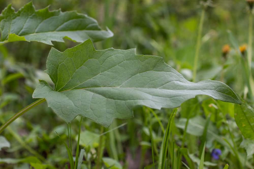 Mature leaves of Silphium perfoliatum