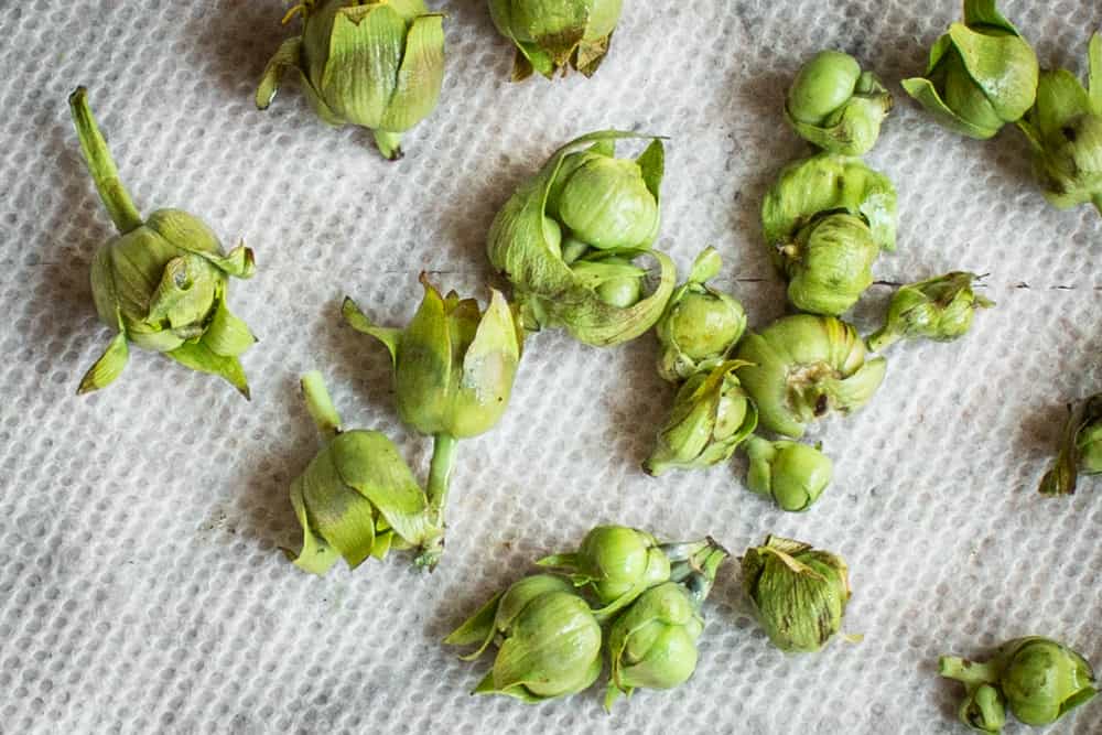 Unripe silphium flower buds 