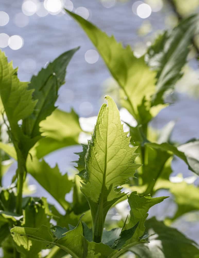 Edible Silphium perfoliatum or cup plant