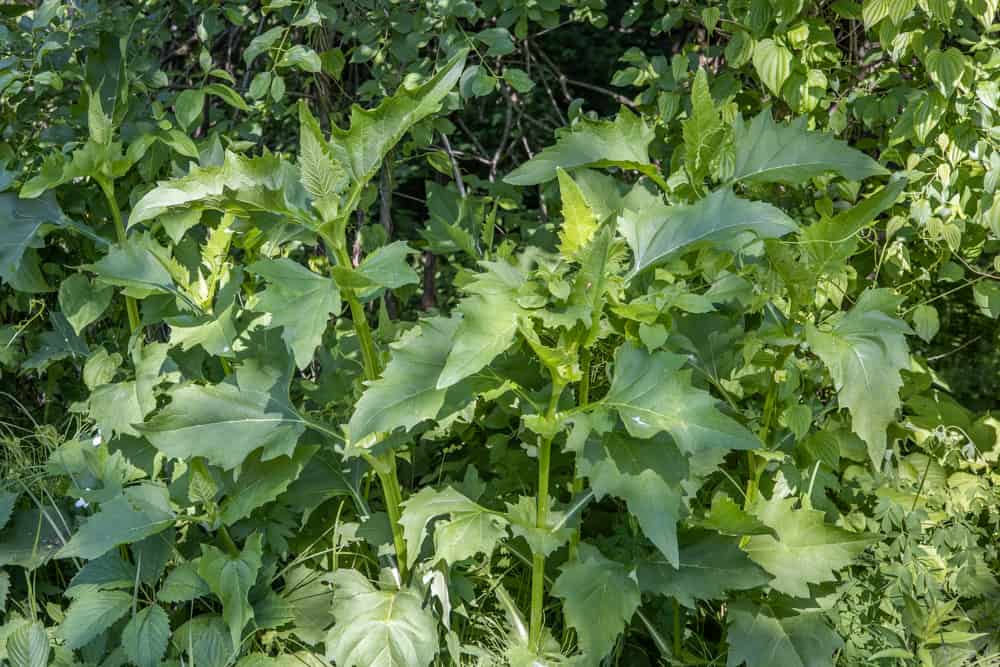 Silphium perfoliatum in situ