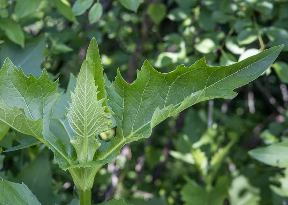 The top cluster of Silphium perfoliatum 