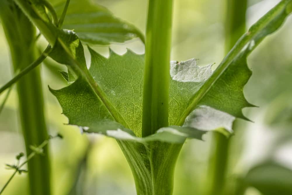 The cup where the leaves connect of Silphium perfoliatum or cup plant