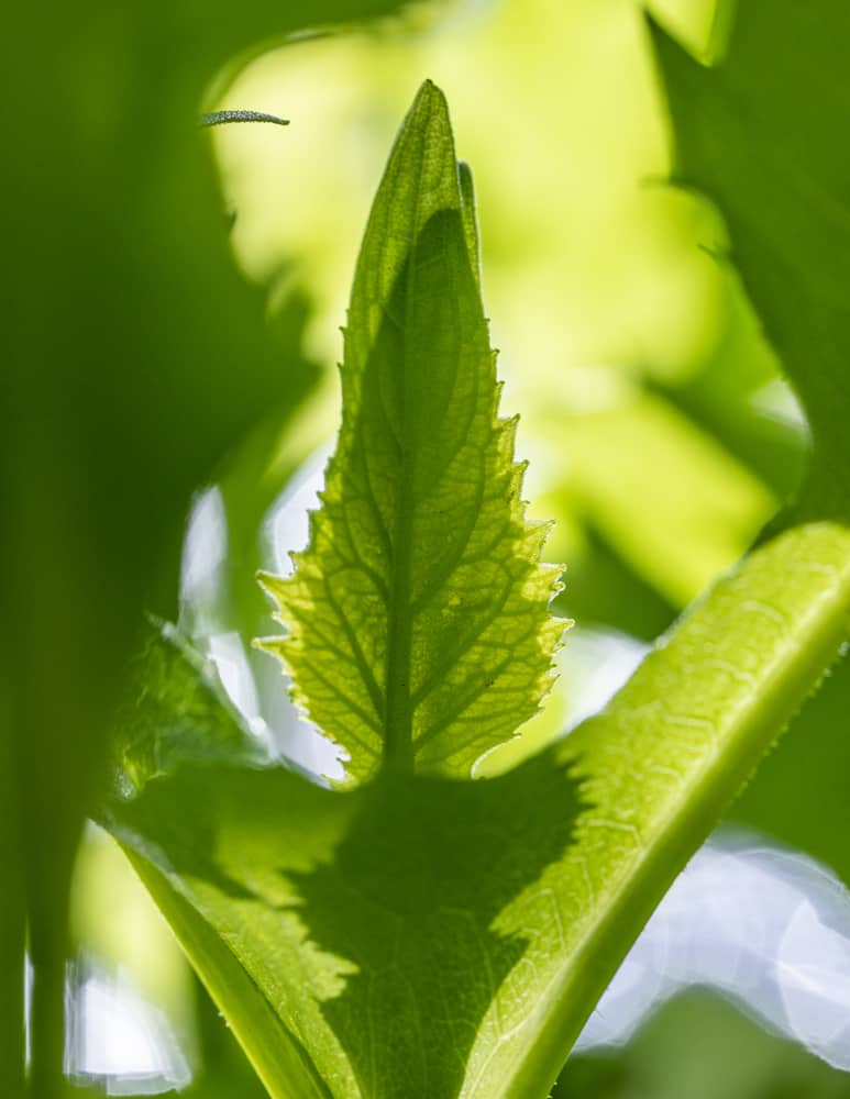 Tender top meristems of Silphium perfoliatum or cup plant