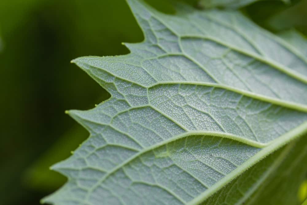 Silphium perfoliatum mature leaves underside