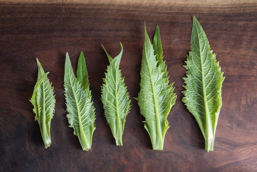 Tender top meristems of Silphium perfoliatum 