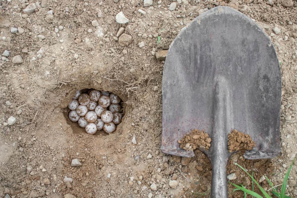 harvesting snapping turtle eggs