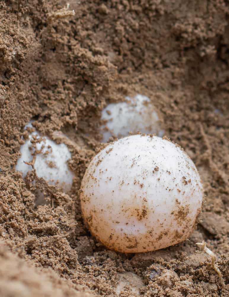 Snapping turtle egg nest