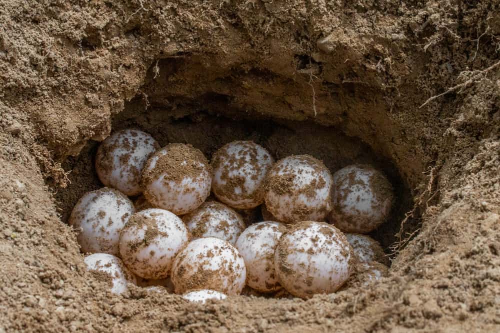 snapping turtle eggs