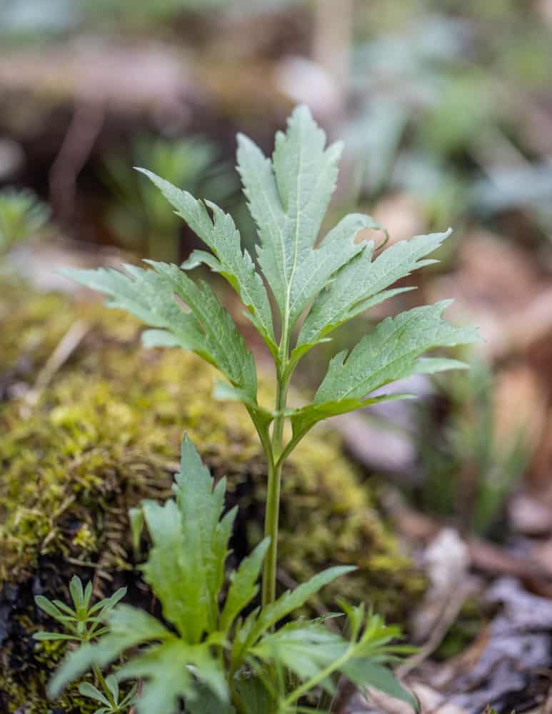 Edible sochan or Rudbeckia laciniata 