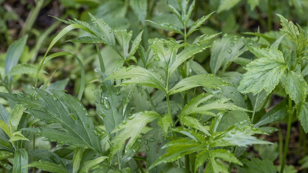 Edible sochan or Rudbeckia laciniata 