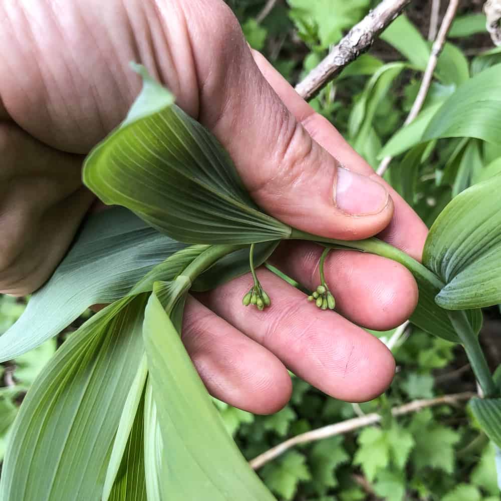 Edible Solomon's Seal Shoots or Polyganatum biflorum