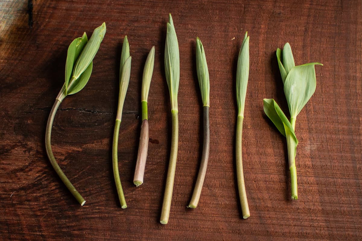 Edible False Solomon's Seal Shoots Maianthemum racemosum