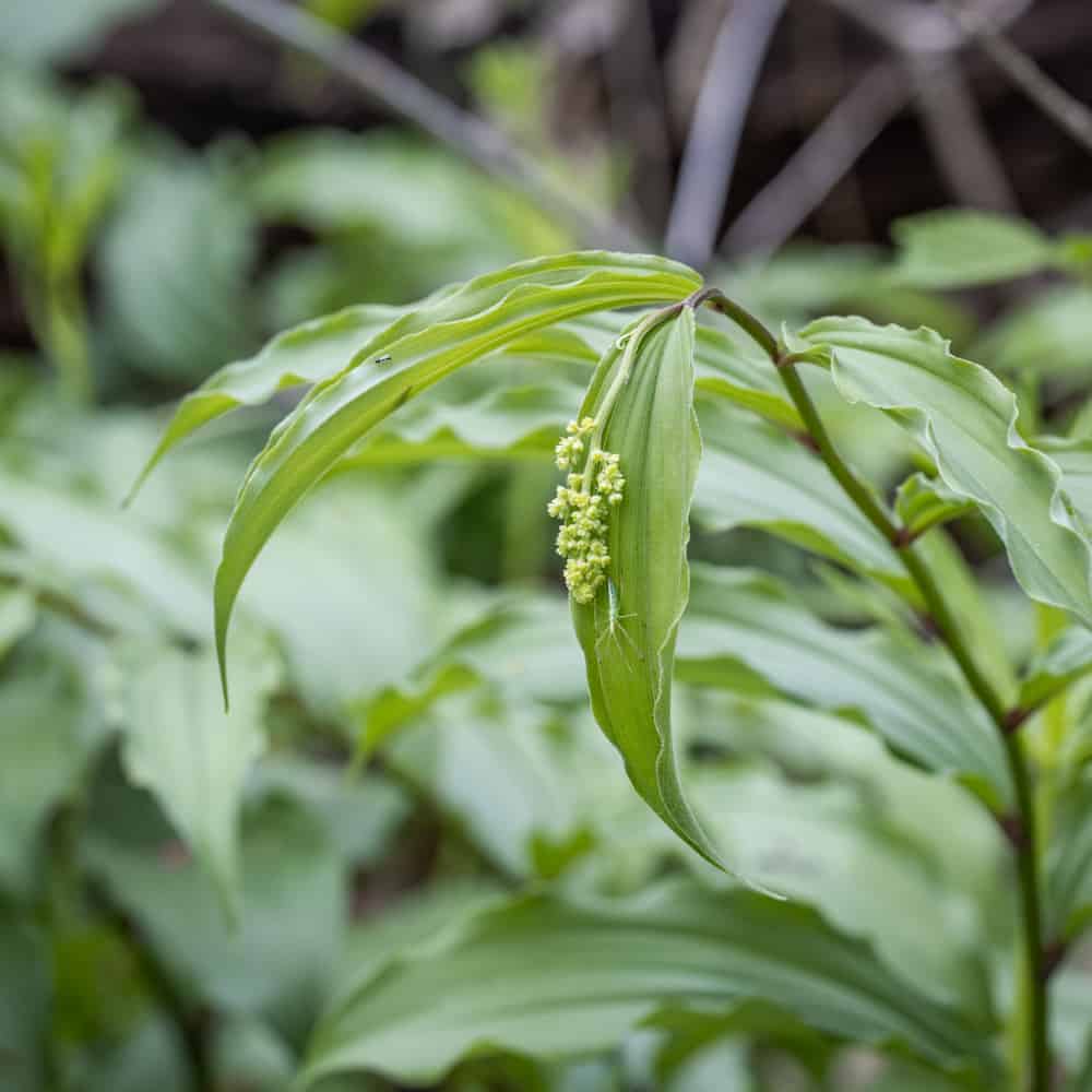 False Solomon's Seal with young flowers