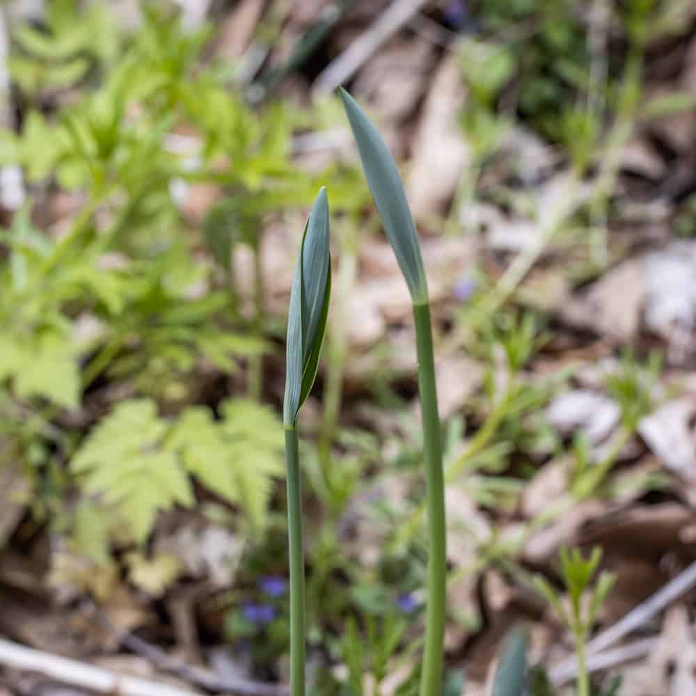 False Solomon's Seal Shoots Maianthemum racemosum