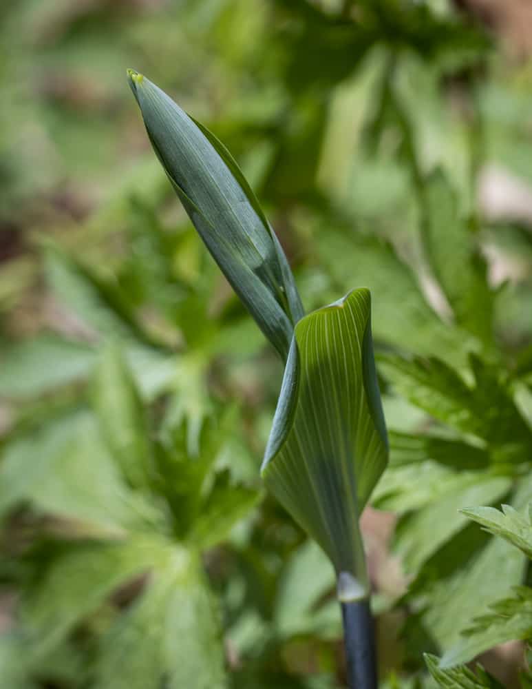 Edible False Solomon's Seal Shoots or Polyganatum biflorum