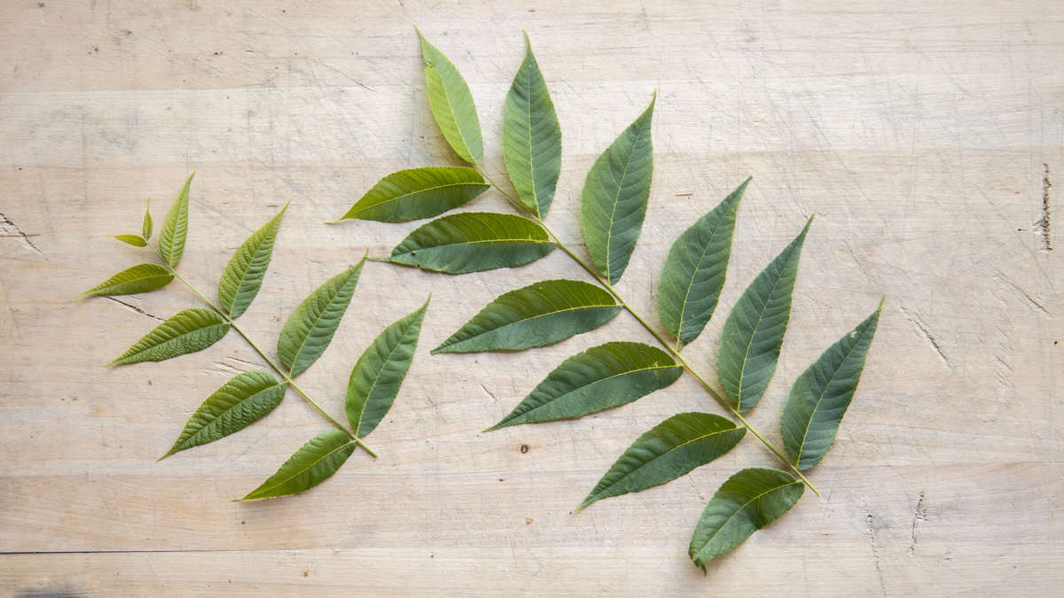 Young black walnut leaves