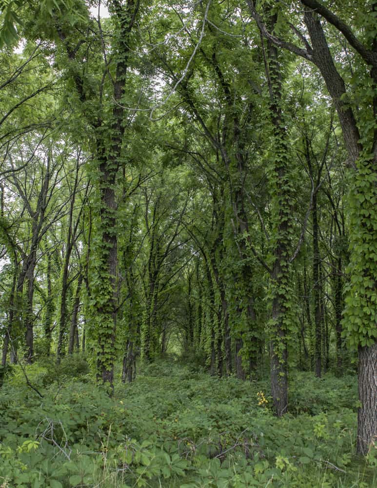 Black Walnut Orchard