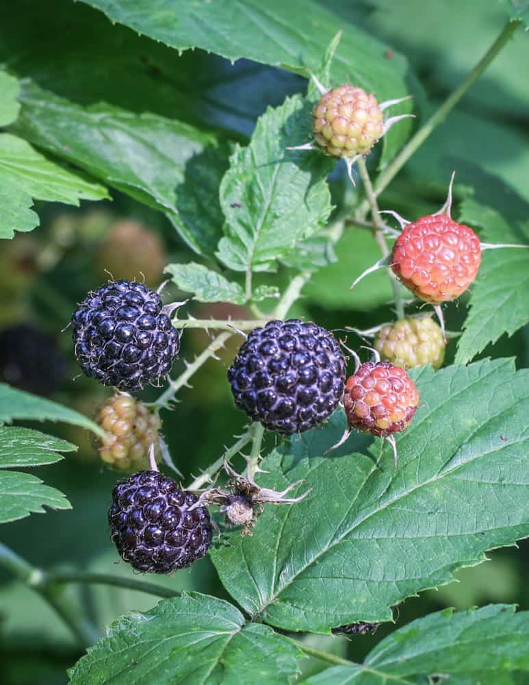 Wild blackcap raspberries or black raspberries (1)