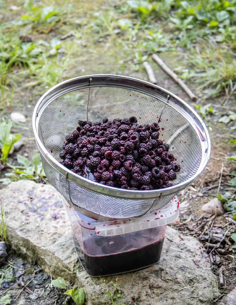 Straining wild blackcap raspberry vinegar or black raspberry vinegar