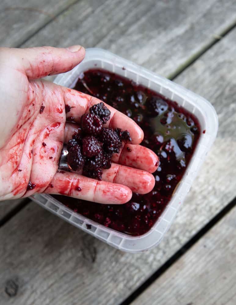 Fermenting wild blackcap raspberry vinegar