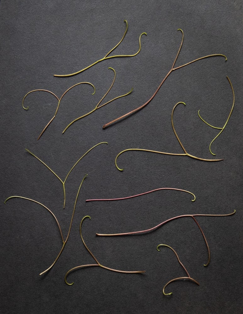 Wild grape vine tendrils