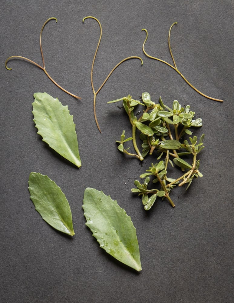 Edible garden weeds: purslane, stonecrop/orpine/sedum and wild grape vine tendrils 