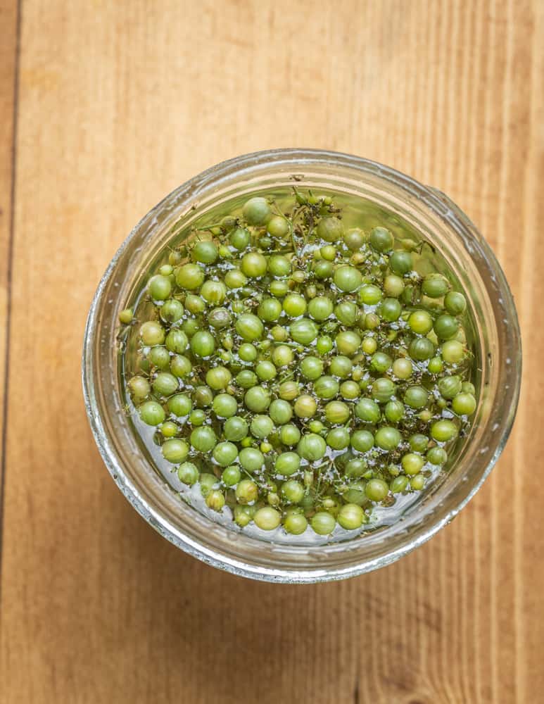 Fermenting green coriander