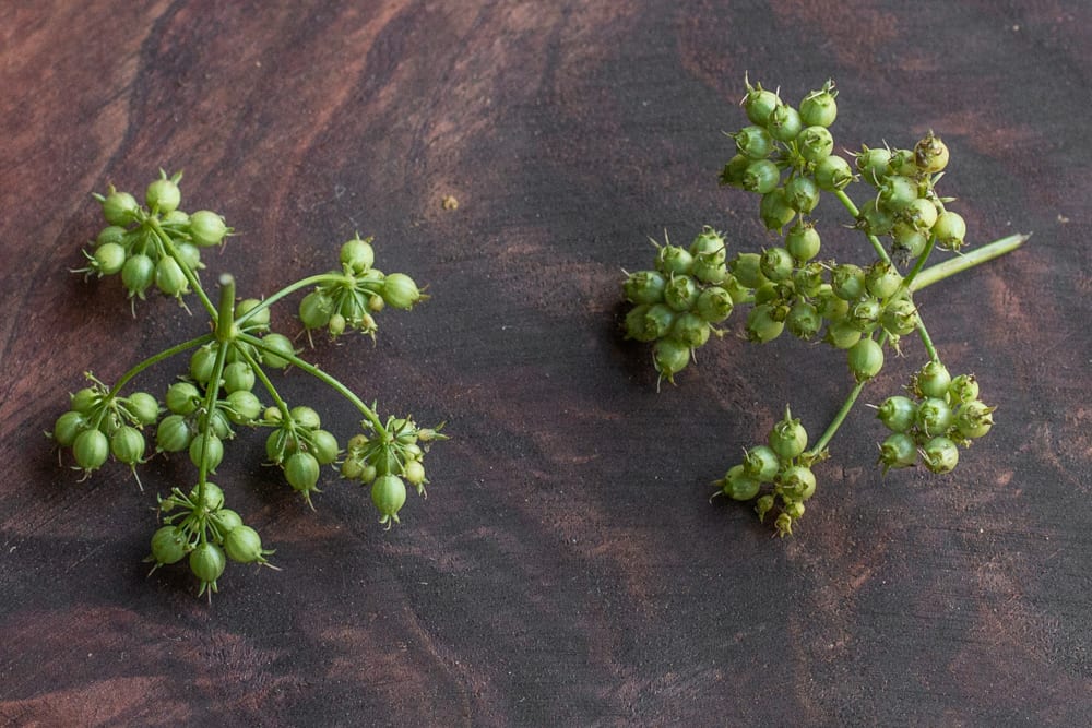 Green coriander seed or unripe coriander, green cilantro seeds