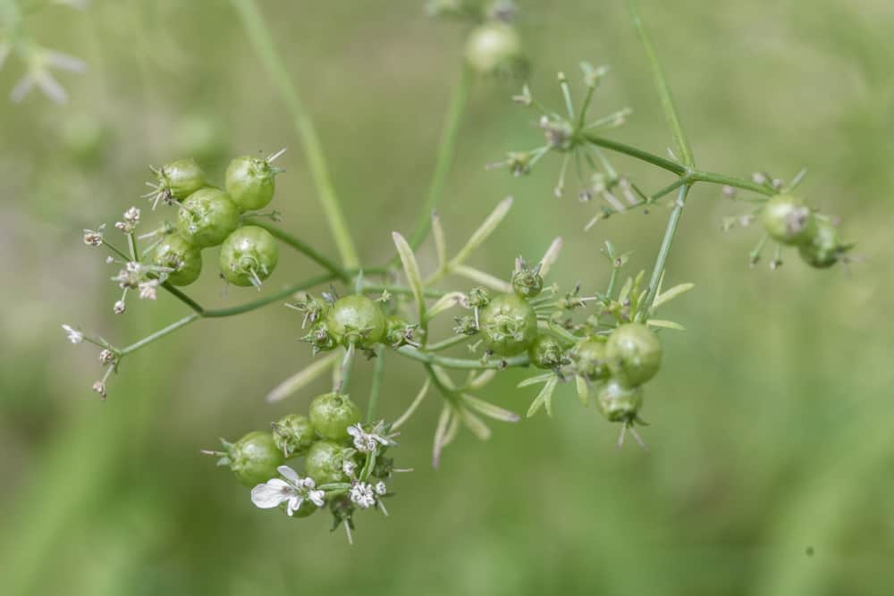 Green coriander, unripe coriander or cilantro seed