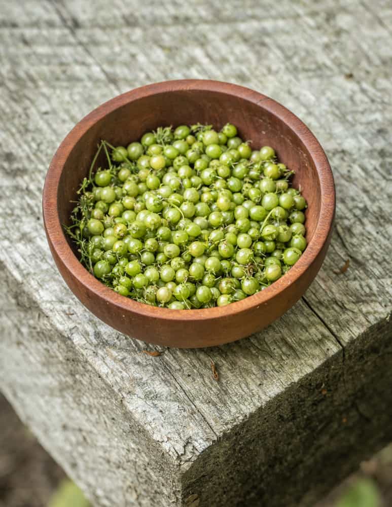 Green coriander, unripe coriander or cilantro seed 