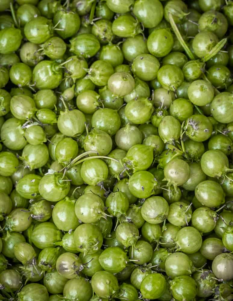 Green coriander, unripe coriander or cilantro seed