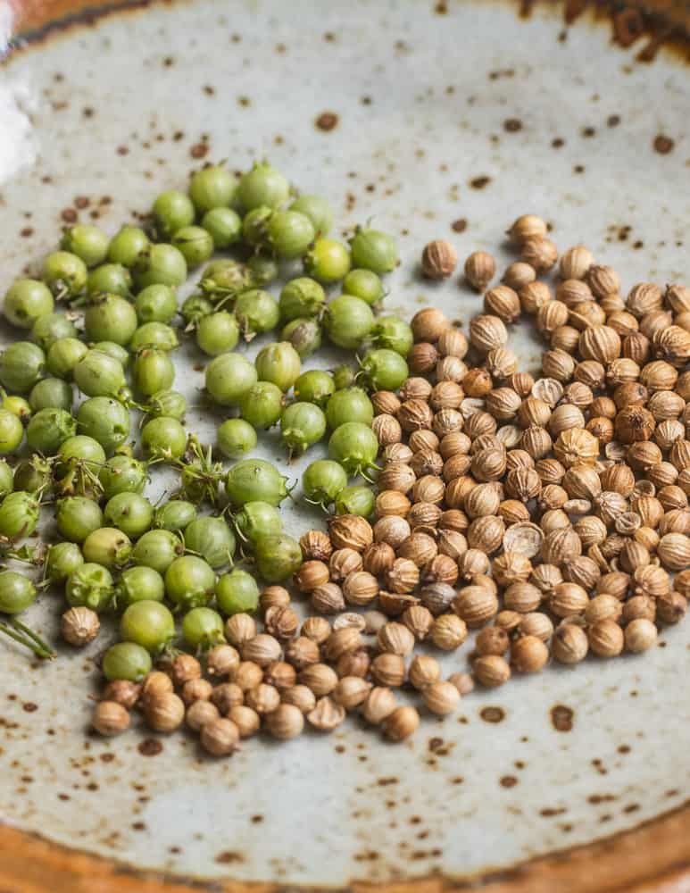 Green unripe coriander and dried coriander 