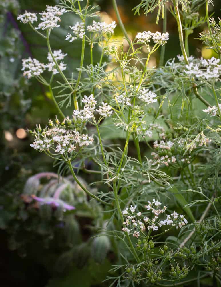 Cilantro flowers 