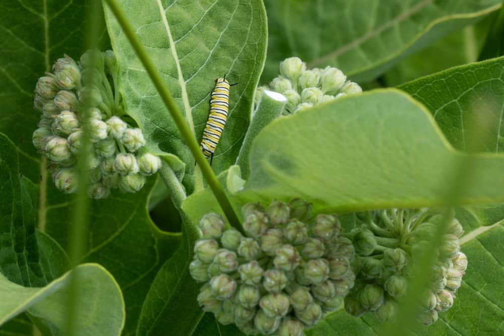 Edible common milkweed buds of Asclepias syriaca with monarch caterpillar