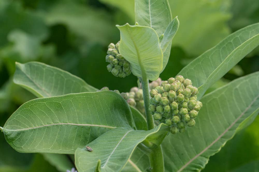 Edible common milkweed buds of Asclepias syriaca