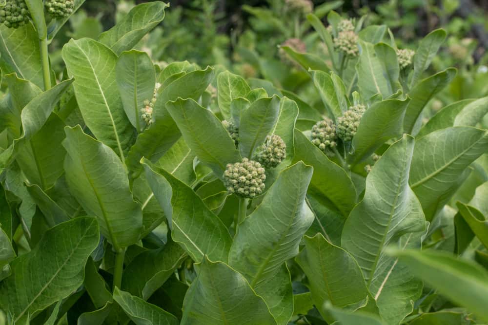 Edible common milkweed buds of Asclepias syriaca