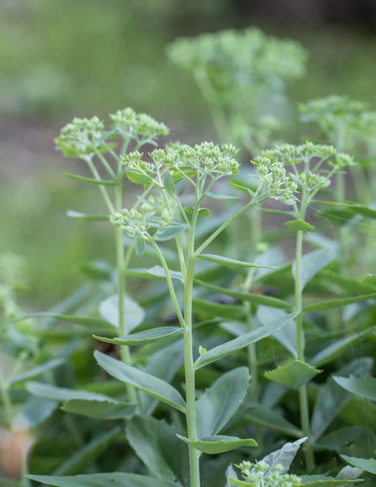 Edible Orpine, Stonecrop, or Sedum purpureum