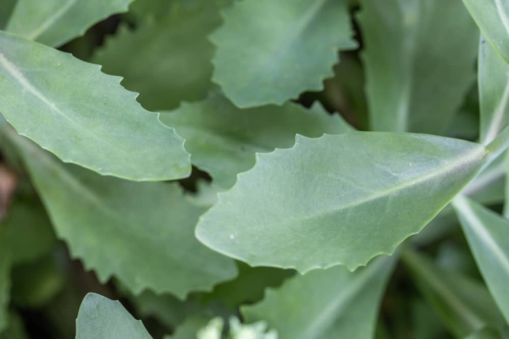 Edible Orpine, Stonecrop, or Sedum purpureum