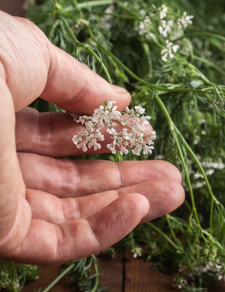 Cilantro flowers