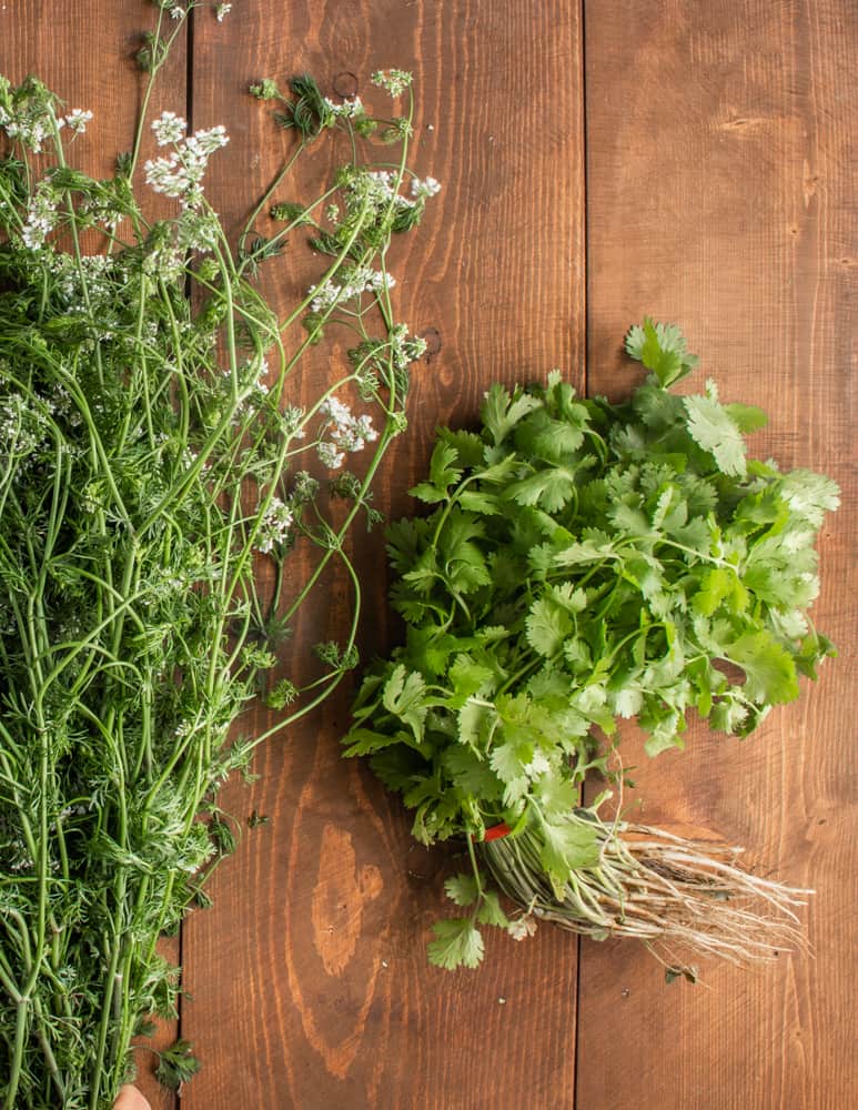 A cook chops fresh herb, coriander, Coriandrum sativum, in a