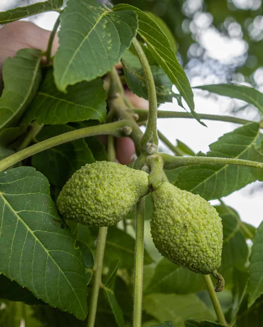 Unripe Black Walnuts